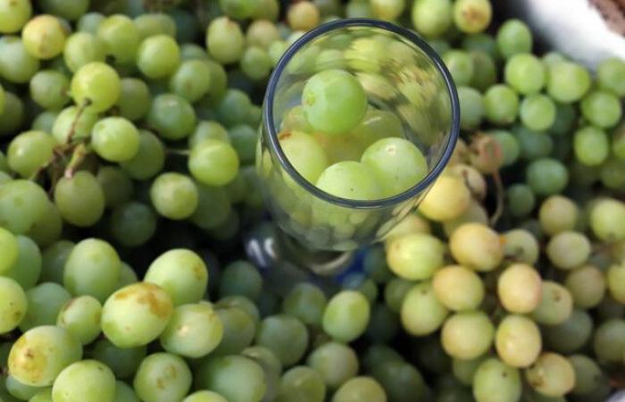 Chile and the US agree to implement a protocol to increase exports of table grapes