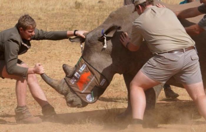 They inject radioactive material into rhinos to stop poaching