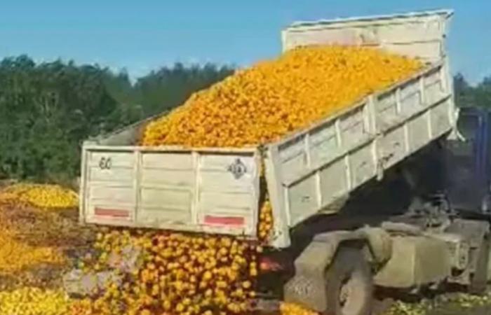 Tons of rotten mandarins dumped in a landfill due to low consumption