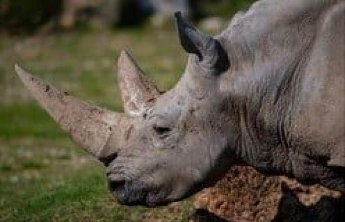 Radioactive material injected into rhinos to curb poaching