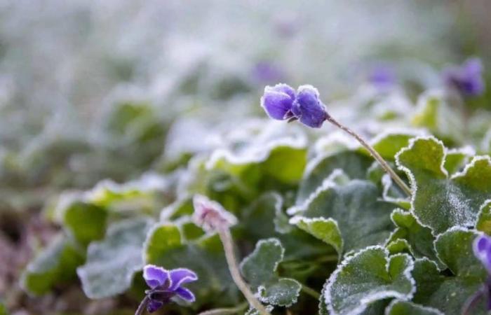 4 plants to have in your winter garden: what are their care?