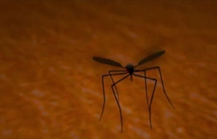 Alert due to the increase in Dengue cases in Cundinamarca: there are more than 7 thousand cases