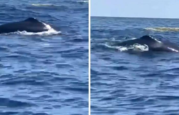 Incredible sighting: pilot whales cause a sensation at the mouth of the Magdalena