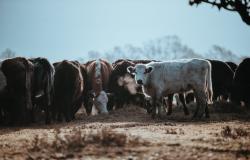 Cattle Market Update – 620 CKRM