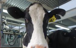 Rabobank forecasts milk price of $8.40 a kilo of milk solids for next season