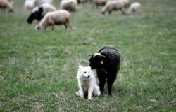 Adoption as a way to escape the extinction of sheepdogs