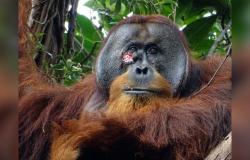 Rakus, the orangutan who healed a wound with his own medicines