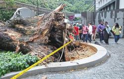 E-hailing driver injured in Jalan Sultan Ismail tree collapse eligible for Socso claims