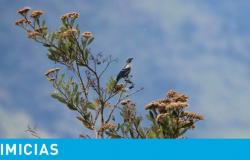 Ecuador gets ready to count birds in an unprecedented place