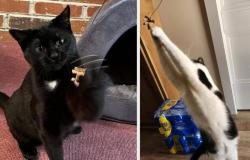 This $4 Cat Toy Is ‘Worth Its Weight In Gold’ — And Behaviorists Say There’s A Reason