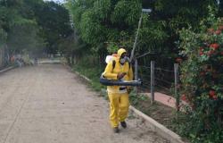 What happened to the fumigation against dengue in Ibagué?