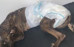 Pit bull dog was stabbed and abandoned in a garbage room in Bucaramanga
