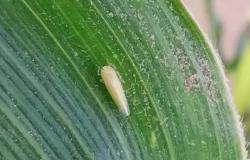 The leafhopper is not going to disappear with the cold