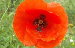 What architectural and religious element does the poppy flower contain?