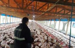 Entre Ríos: Inspection of poultry farms to strengthen animal health and well-being