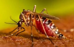the important warning about MOSQUITOES and their bites