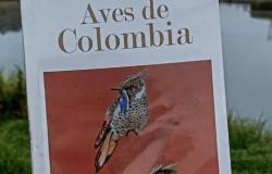 The Global Big Day in Boyacá reveals a new species and warns about conservation