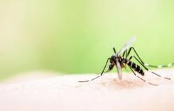Entre Ríos lowered the barrier of 1,000 weekly cases of dengue