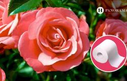 Use a piece of toilet paper to help your ROSES grow and bloom in summer