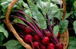 What disease does beet help fight?