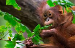 An ape for palm oil? Why critics say Malaysia’s ‘orangutan diplomacy’ plan is problematic