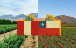 Peru estimates that it will surpass Chile in 2027 in agricultural exports. What are the most requested products?