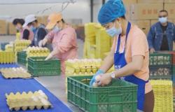 BIZTODAY China-Egg Prices | | victoriaadvocate.com
