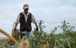 Garlic harvesting begins with a declining harvest due to the loss of 50% of the surface area in Córdoba