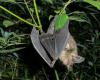 Bat Appreciation Day: low diversity of this group in Chile requires greater protection