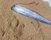 The dreaded legend of when an oarfish appears: Is an earthquake or tsunami approaching?