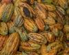 Cocoa prices hit record amid shortage