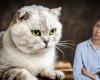 Find out which cat breeds are prohibited in the world