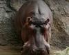 Gen-chan, the hippopotamus who deceived everyone for 12 years: what was he hiding?