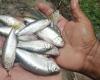 This is the “rain of fish”, the strange phenomenon that occurs in Honduras