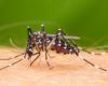They reinforce campaigns against the Aedes Aegypti mosquito