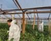 Tomato rugose virus: monitoring in Corrientes plantations