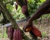 Cocoa prices recover after slumping 20% ​​amid record low liquidity
