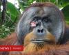 Sumatran orangutan: scientists record one healing a wound with a plant for the first time