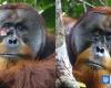 An injured orangutan is recorded for the first time healing itself with a medicinal plant | Science and Technology