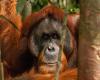 Medical orangutan baffles scientists