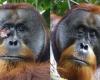 Scientists document the case of an orangutan that made ointment to heal a wound | News Today |