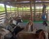 FAO initiative for livestock promotion in Cuba benefits Sancti Spíritus – Escambray
