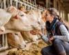 Responsibility in animal welfare and immunization of the livestock sector in Colombia