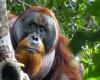 And if orangutans knew about medicine