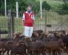 FAO implements a project that seeks to improve small livestock farming in Cuba