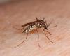 How to avoid the arrival of the mosquito that transmits Dengue to Atacama