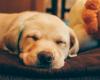 What happens if I sleep with my dog ​​every day? | News today