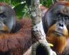 An orangutan healed his wounds with a medicinal plant