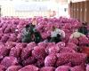 Govt lifts ban on onion exports; imposes minimum export price of USD 550/tonne | Indian News