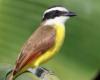 Curiosities about the benteveo, the bird that maintains its partner for life